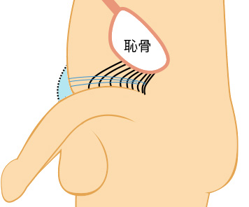 恥骨